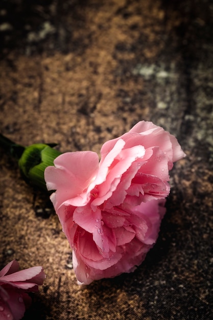 Boeket van roze anjersbloemen