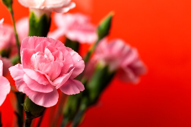 Boeket van roze anjersbloemen