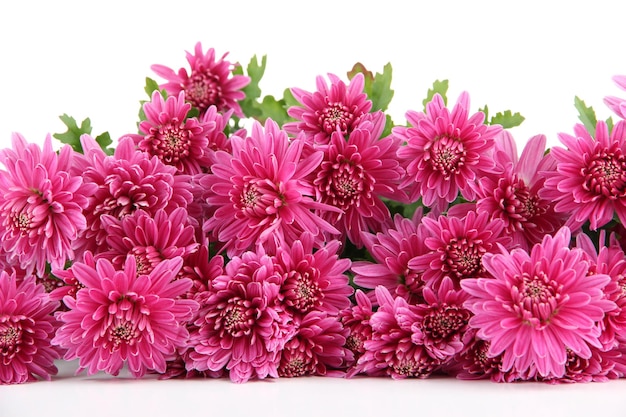 Boeket van roze herfst chrysant geïsoleerd op wit