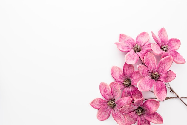 Boeket van roze magnolia bloemen geïsoleerd op een witte achtergrond, kopieer ruimte, bovenaanzicht, plat lag.