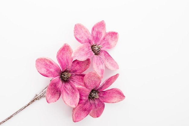 Boeket van roze magnolia bloemen geïsoleerd op een witte achtergrond, kopieer ruimte, bovenaanzicht, plat lag.