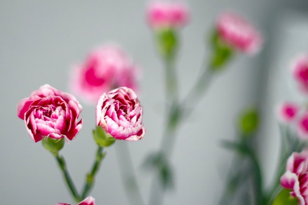 Boeket van roze struikanjers op een grijze achtergrond