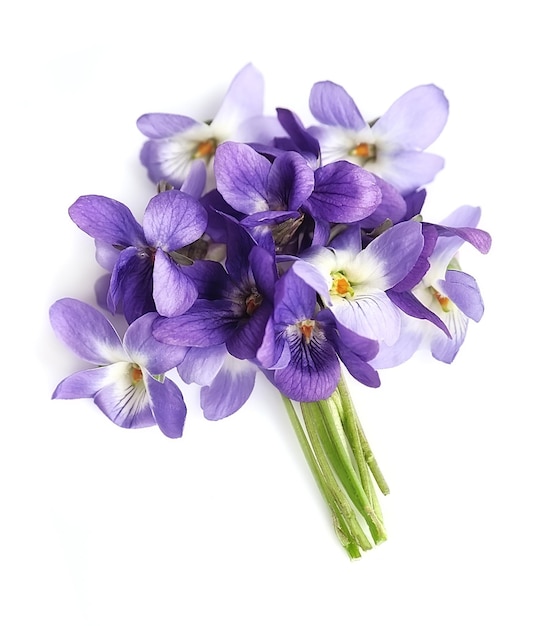 Boeket van viooltjes bloemen geïsoleerd op wit