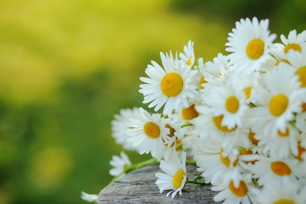 Foto boeket van wilde margrieten liggend op een houten stronk