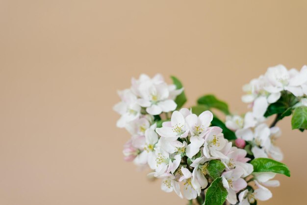 Boeket van witte appelboom bloemen close-up op beige achtergrond met kopie ruimte