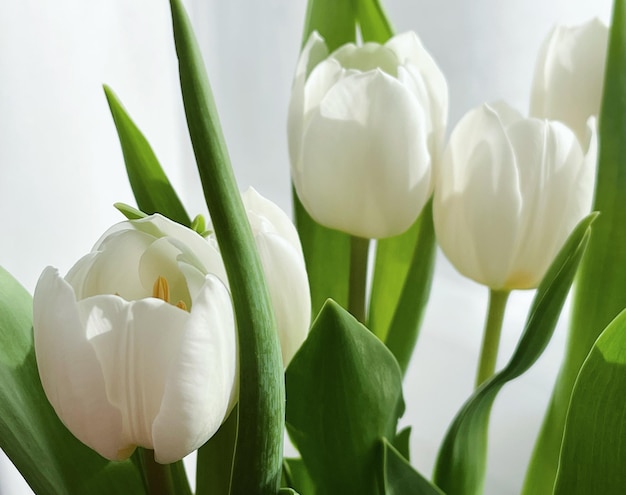 Boeket van witte tulpen mooie bloemen concept