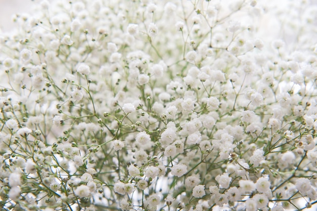 Boeket van zachte witte gipskruid bloemen als prachtige natuur lente achtergrond