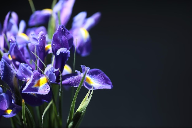 Boeket verse bloemen. Vakantiecadeau voor je geliefde. Achtergrond St. Valentijnsdag. Roos, tulp, iris bloemstuk.