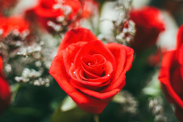 Boeket verse rode rozen bloem heldere achtergrond