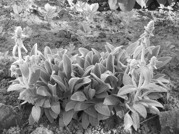 Boeket wilde bloemen close-up bloeien in de tuin