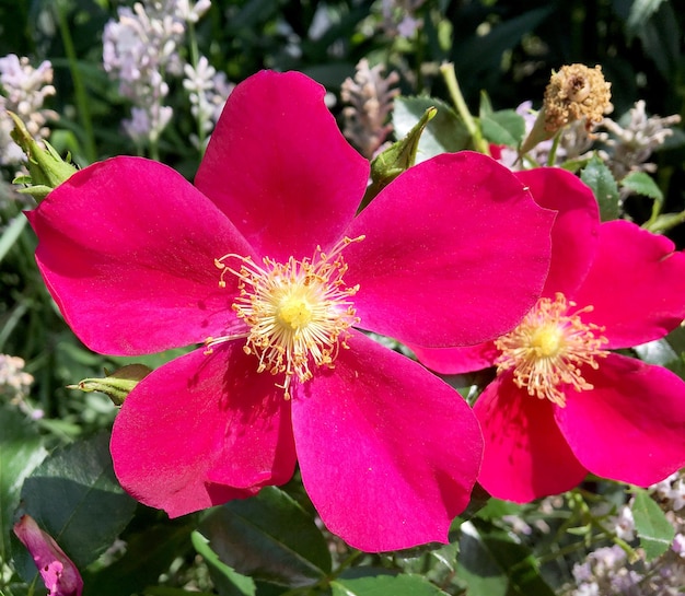 Boeket wilde bloemen kamille bloeien in de tuin