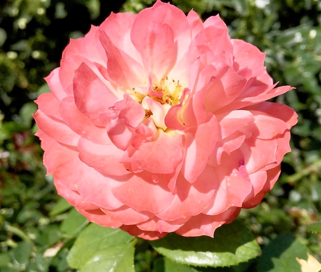 Boeket wilde bloemen stekelige roos bloeien in de tuin