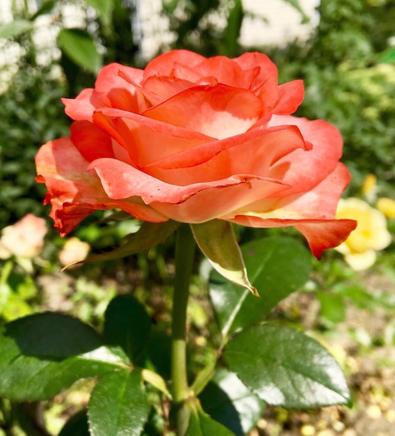 Boeket wilde bloemen stekelige roos bloeien in de tuin