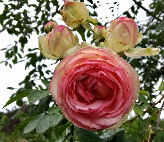 Boeket wilde bloemen stekelige roos bloeien in de tuin