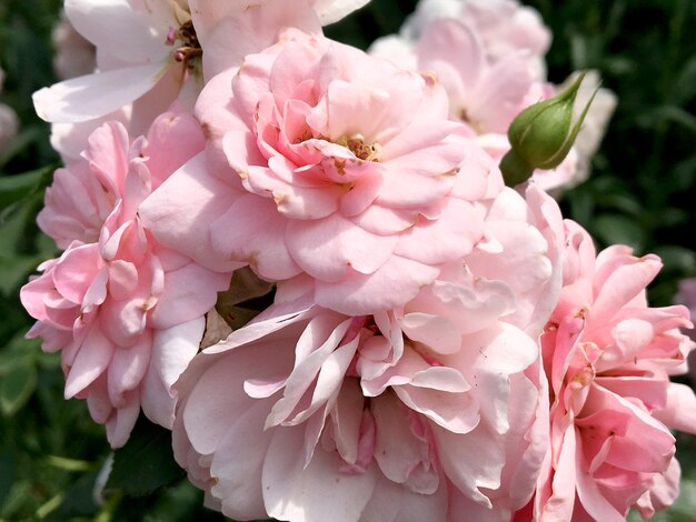 Boeket wilde bloemen stekelige roos bloeien in de tuin