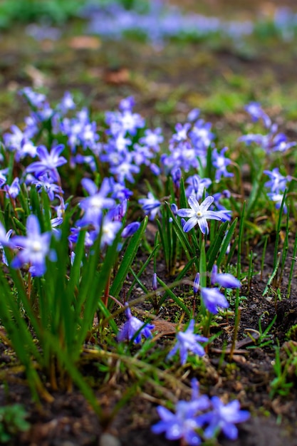 Foto boeketten blauwe scillas op een open plek in het vroege voorjaar