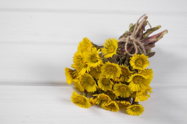 Boeketveulensvoet of Tussilago op een witte achtergrond