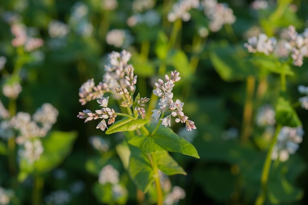 Boekweit veld bloeiwijze close-up Boekweit bloesems op een veld in een late zomer ochtend zonsopgang achtergrondverlichting ondiepe scherptediepte