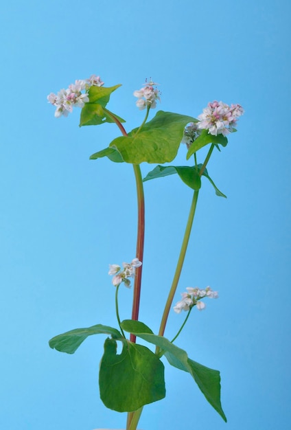 Boekweitbloemen op een blauwe achtergrond