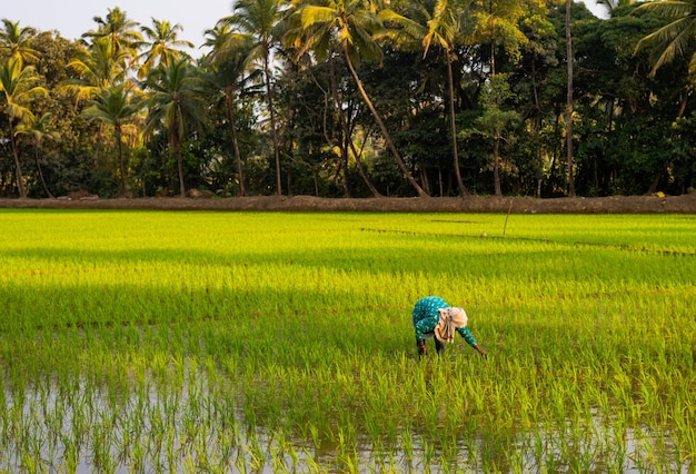 Boer aan het werk in een graanveld in India op een zonnige dag