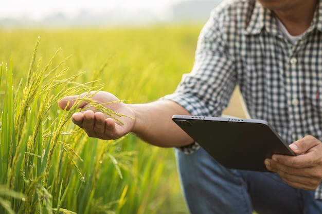 Boer aan het werk in het rijstveld man gebruikt digitale tablet om planning te onderzoeken of te analyseren op rijstplant na het planten landbouw bedrijfsconcept