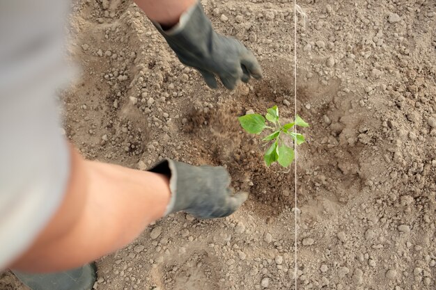 Boer aanplant peper zaailingen