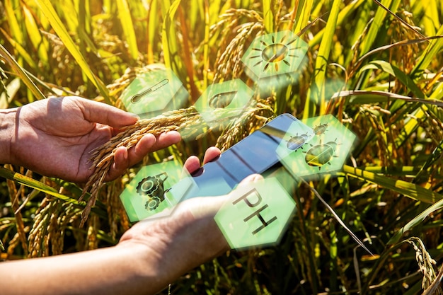 Boer analyseert rijstopbrengsten met smartphone-applicaties voor nauwkeurige gegevens