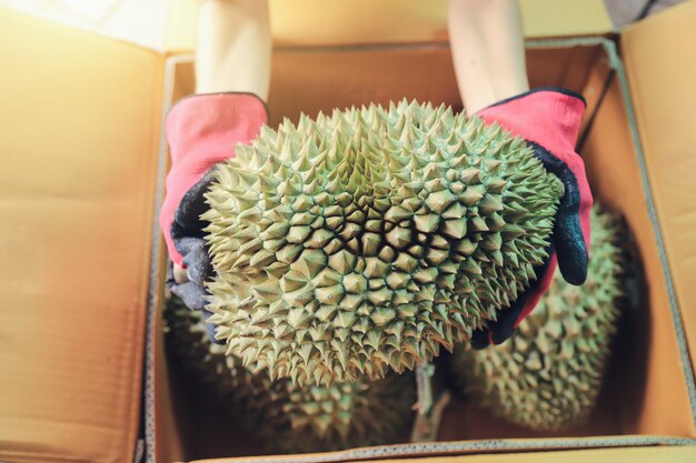 Boer bedrijf durian voor verpakking om levering te verzenden