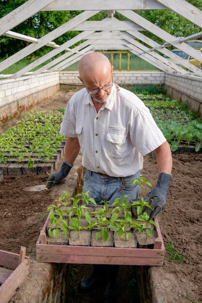 Boer bereidt zich voor op het planten van peperzaailingen