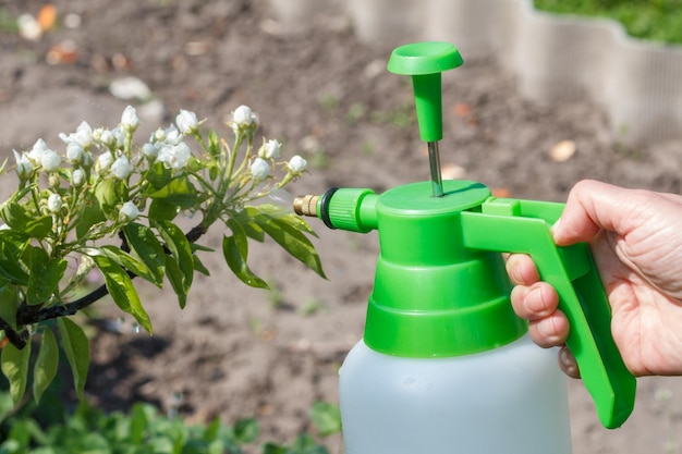 Boer besprenkelt wateroplossing op takken van perenboom met witte bloemen. Fruitbomen beschermen tegen schimmelziektes of ongedierte in het voorjaar. Selectieve focus op bloemen.