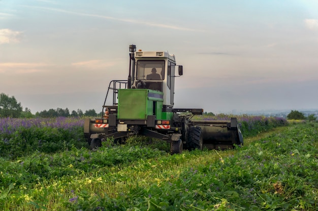 Boer bij de oogstcombinatie maait het veld met bloeiende luzerne op een zomeravond