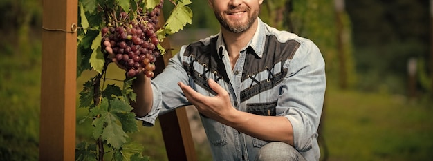 Boer bij grapevine vinedresser met druivenbos mannelijke wijngaardeigenaar professionele wijnboer