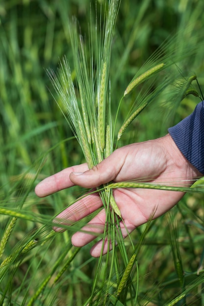 Boer controleert de rijpheid van roggeoren in het veld