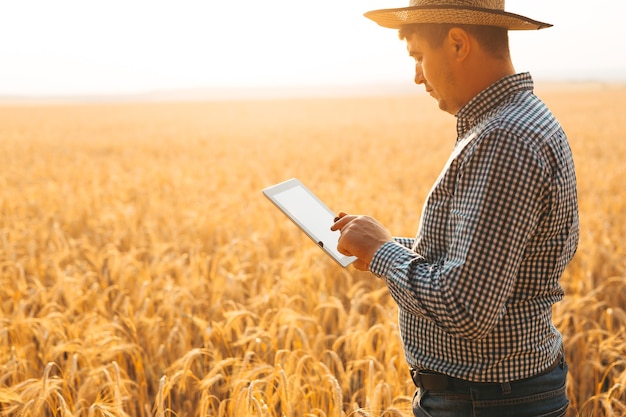 Boer controleert het gebied van granen en verzendt gegevens vanaf de tablet