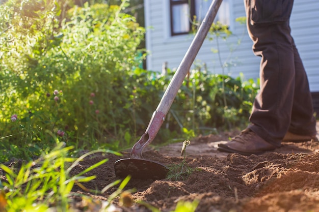 Boer cultiveert land in de tuin met handgereedschap Bodem losmaken Tuinconcept Landbouwwerkzaamheden op de plantage