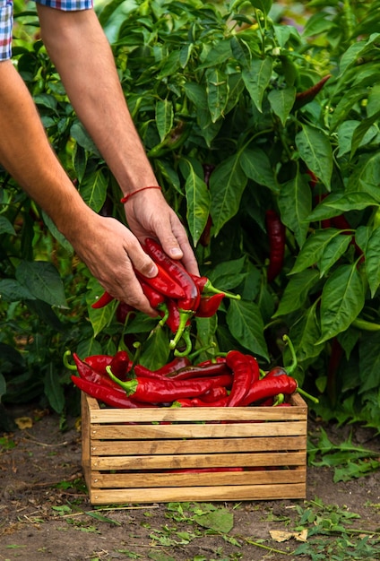 Boer die chili pepers in de tuin oogst Selectieve focus