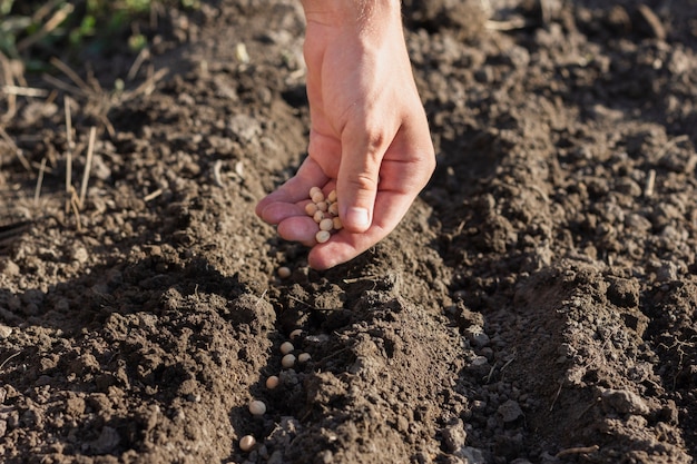 Boer die groentenzaad plant