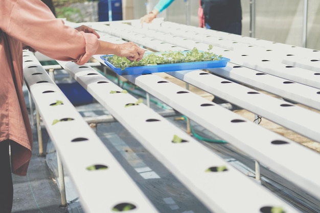 Boer die hydroponische groentepokken op een natte spons op een hydroponische spoorleiding in een plantenkwekerij zet