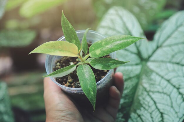 Foto boer die met de hand een philodendron-ring van vuur plant in een pot voor teelt op een boerderij van een lokaal bedrijf