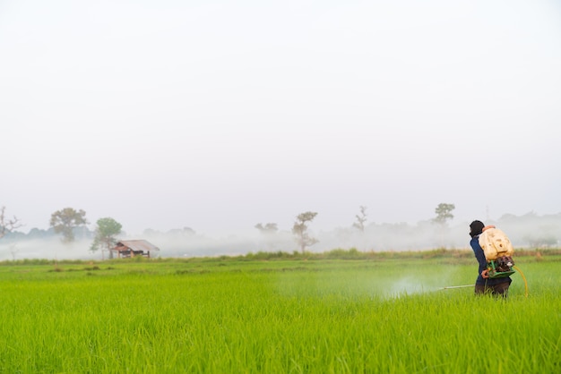 boer die pesticiden in het rijstveld sproeit