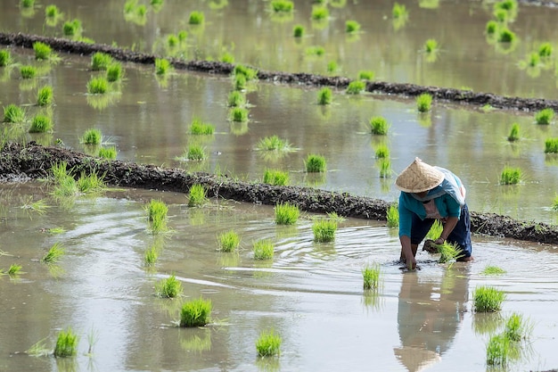 Boer die rijst aan het planten is op de boerderij