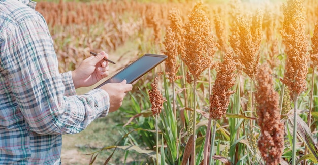 Boer die tablet gebruikt voor het controleren van de kwaliteit van landbouwgewassen in het veld. Herfstoogsthoorn des overvloeds in het herfstseizoen.