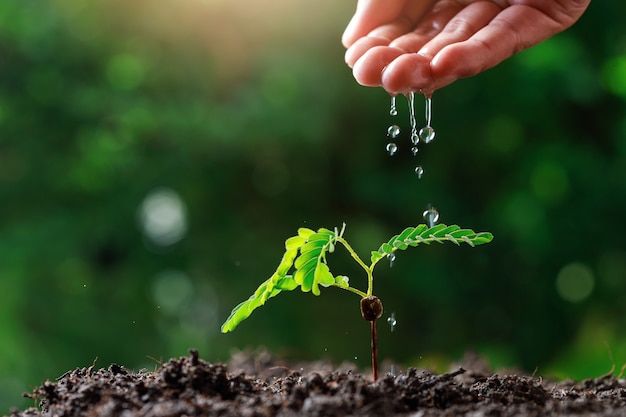 Boer Hand jonge baby planten water geven