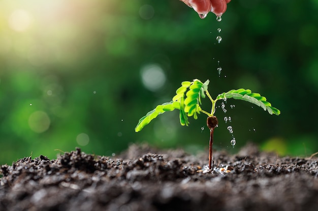 Boer Hand jonge baby planten water geven