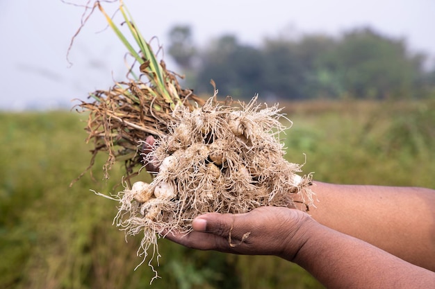 Foto boer hand met een bos verse knoflook oogst seizoen in het veld