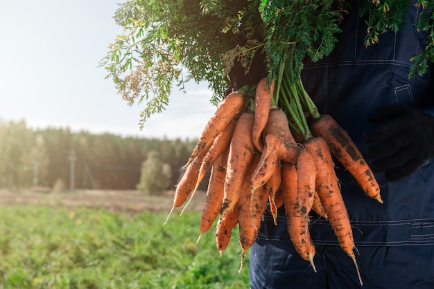 Foto boer handen in handschoenen met bos wortel in de tuin, close-up. oogstconcept