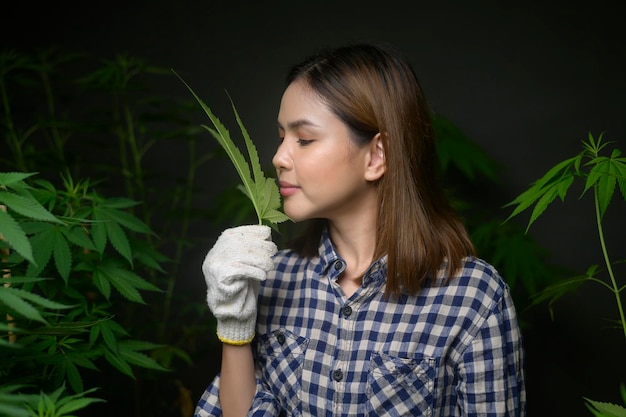 Foto boer houdt cannabisblad vast, controleert en toont in gelegaliseerde boerderij.