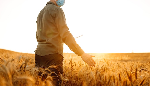 Boer in een steriel masker met een tablet in hun handen in een tarweveld bij zonsondergang Agro-business