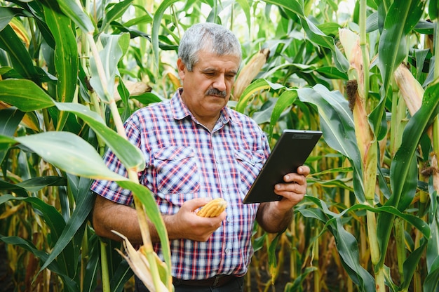 Boer in het veld die maïsplanten controleert tijdens een zonnige zomerdag, landbouw en voedselproductieconcept