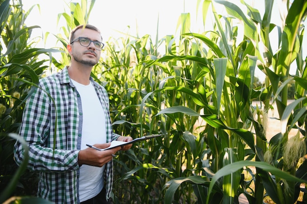 Boer inspecteert maïs op zijn veld